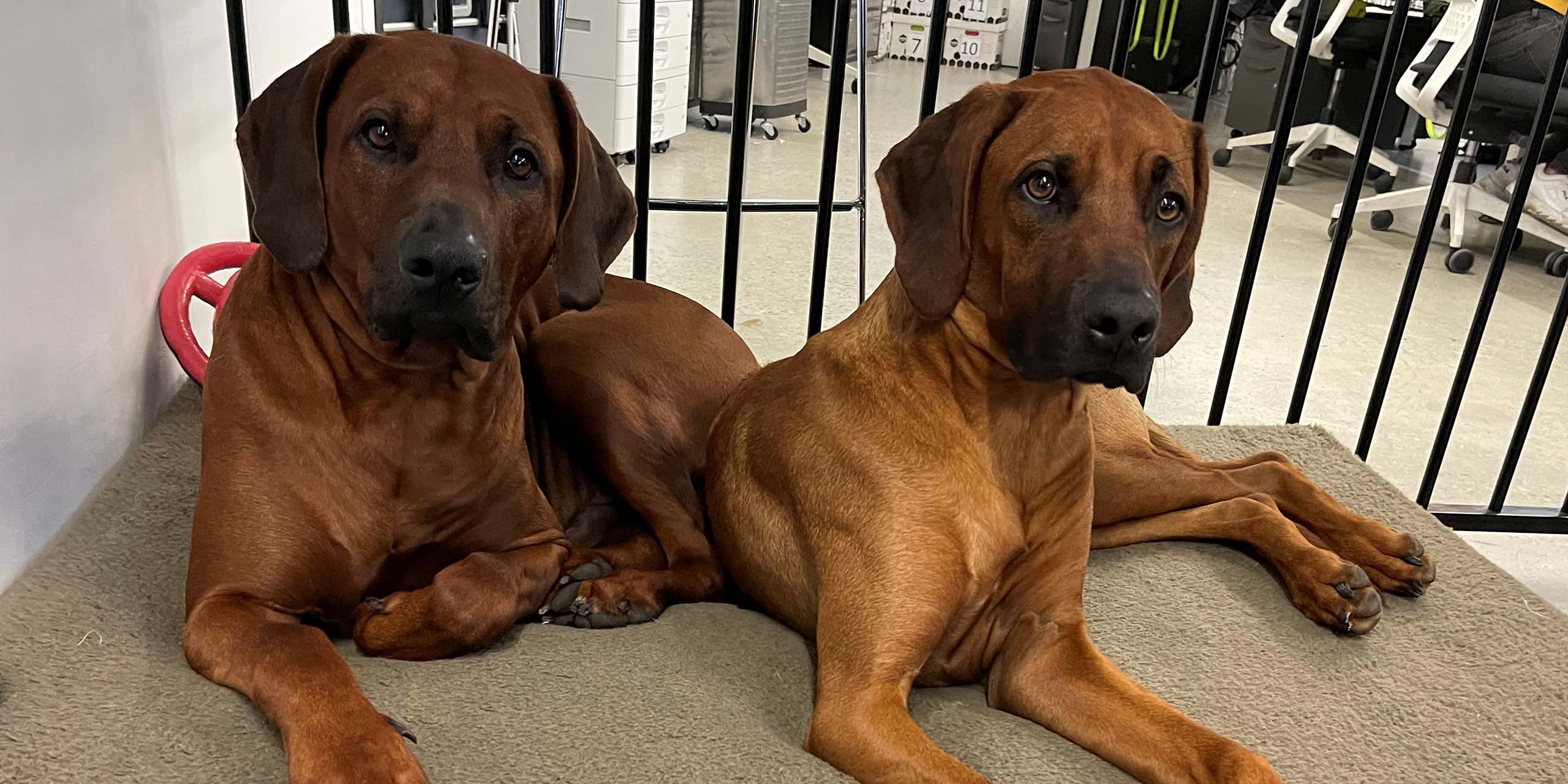 Office Pooches - Xander & Bodhi2